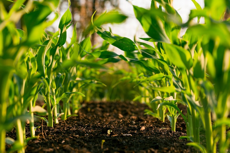 Snail detection in agriculture