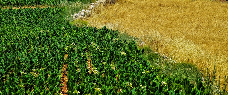 Smart agriculture